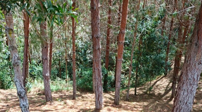 Venta De Finca En San Vicente Ferrer Vda Chaparral