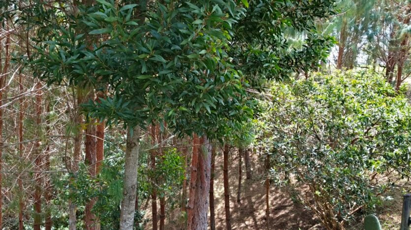 Venta De Finca En San Vicente Ferrer Vda Chaparral